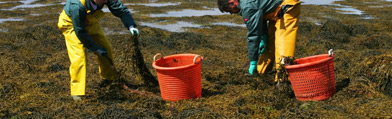 Enviromental Impact Liquid Seaweed Fertiliser
