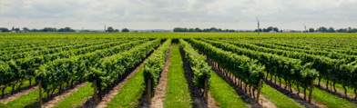 Enviromental Impact Liquid Seaweed Fertiliser